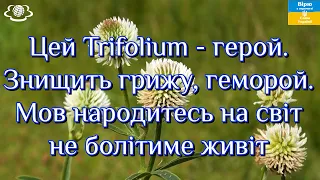 🌺Цей Trifolium - герой. Знищить грижу, геморой. Мов народитесь на світ не болітиме живіт🌺🌺🌺
