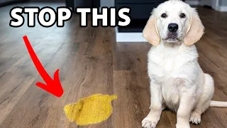 10 Potty Training Mistakes Golden Retriever Owners Make