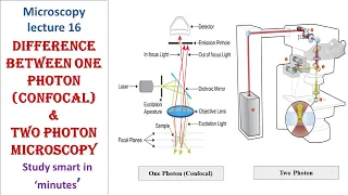 Differences between One Photon (Confocal) and Two Photon Microscopy | Microscopy lecture 16