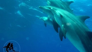 Alex plays with dolphins. Алекс играет с дельфинами