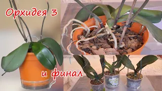 Гербарий 3. Зачистить корни орхидее. Подобрать правильный объем горшка и пересадить. Финал.