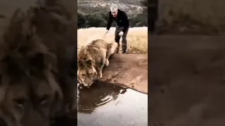 Дружба между хищным Львом и Человеком это нечто