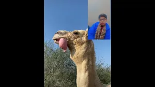Organ coming out camels mouth #shorts #reaction #camel #ytshort #shorts