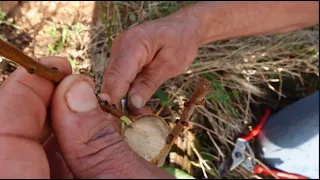 Injerto de corona en frutales, varetas conservadas mas de 4 meses en frigorífico INJERTO EVOLUCION