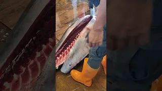 Cutting Big Fish Bluefin Tuna 大型黑鮪魚藍鰭金槍魚切割秀