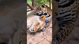 Lion and Jaguar Cuddling! ADORABLE