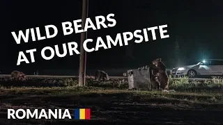 Bear watching in Romania | Carpathian Mountains Transylvania | Romania travel vlog