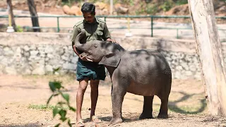 Kottur Elephant Sanctuary and Rehabilitation Centre
