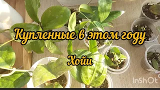 хойи купленные в этом году