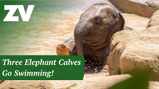 Three Elephant Calves Go Swimming!