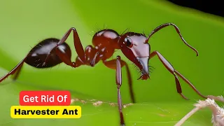 How to Get Rid Of Harvester Ants I Harvester Ants I