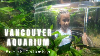 Marine Mammals & Sea Life in Vancouver Aquarium | Sea Lion Training and Feeding | Rescue Mammal