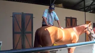 Quiropraxia aplicada em equinos