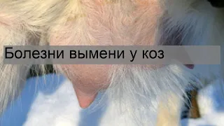 Болезни вымени у коз