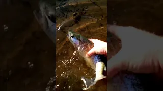 teeter creek lake slab