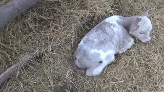 Подарок от Ялты на день рождения. Какие клички быков есть.