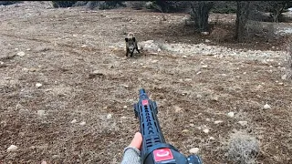 Harika çekimlerle dolu yaban domuzu avı/Perfect Wild boar hunting in Turkey.