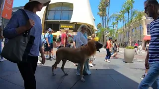 Cash 2.0 Great Dane Lion King at The Grove and Farmers Market in Los Angeles 1