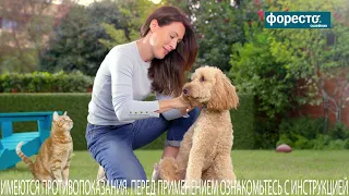 Ошейники Форесто® — необходимая защита от клещей и блох круглый год!