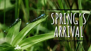 The Magic of Spring | Nature Comes Alive in Northern Canada【4K】