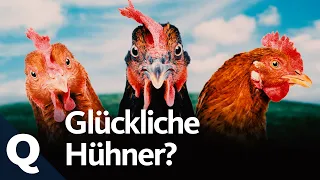 Mehr Tierwohl für Hühner: Was jeder dafür tun kann (Ganze Folge) | Quarks