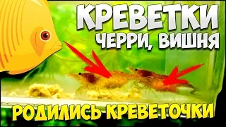 РОДИЛИСЬ КРЕВЕТКИ! Черри, Вишнёвые креветки, Неокардинки. Как разводить креветок Черри | КРЕВЕТКИ