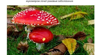 Интересные факты о грибах