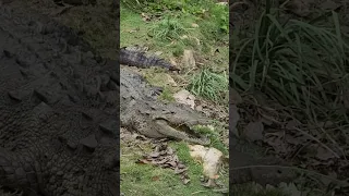 small Crocodile with some deadly sharp teeth #crocodile