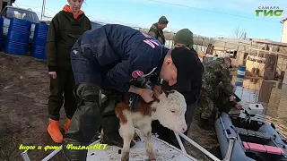 "Спасение животных в паводок" / "Зоопатруль" от 23.04.2024