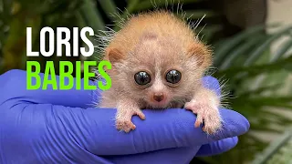 Pygmy Slow Lorises Are Born at Smithsonian’s National Zoo and Conservation Biology Institute