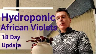 Hydroponic African Violets 18 Day Update