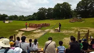 New Zealand Performance Show, Nasu Animal Kingdom, Japan