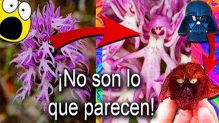 CURIOSIDADES de las PLANTAS. 6 Plantas y flores RARAS que parecen COSAS. datos curiosos 2020.