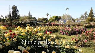 Municipal Rose Garden Tour | San Jose California | Part 1