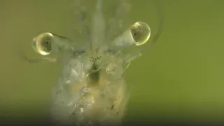 See What's Inside A Ghost Shrimp / Glass Shrimp