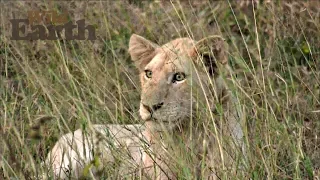 WildEarth - Sunset Safari - 23 April 2020