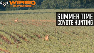 Summer Time Coyote Hunting