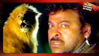 Chiranjeevi Most Popular Power Pack Action Scenes || التيلجو أفضل مشاهد العمل