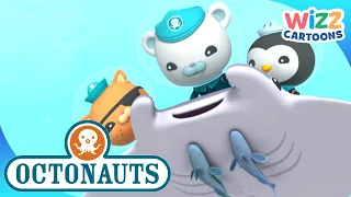 @Octonauts - New Year's Day: Best Bits from 2020 | Compilation | Wizz Cartoons