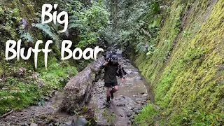 HUGE BOAR Takes Leap Of Faith // NZ Pig Hunting