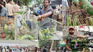 Birds Karachi market update & lalukhet Sunday exotic parrot market latest update video Hindi in Urdu