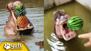 Hippo Eats Watermelon, Pineapple and Grapes By yutu animals