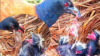 Dua jenis makanan ini yang paling di tunggu anak bubut