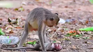 So sad baby monkeys part 2