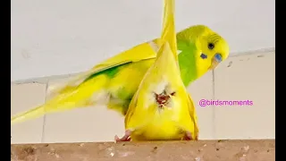Budgies mating . Verde mating with Jasperine after being rejected by Misty the white grey budgie