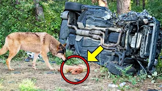 Wolf finds baby after car accident and takes it into the forest, but then the unthinkable happened!