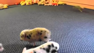 Cute Micro Mini Pigs Running