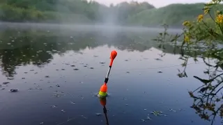 КРУПНЫЕ КАРАСИ В ПЕРЕСЫХАЮЩЕЙ ЛУЖЕ! Рыбалка на поплавок