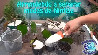 Aprendendo a Separar Mudas de Ninféia