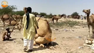Best & Unique Video Of Camels